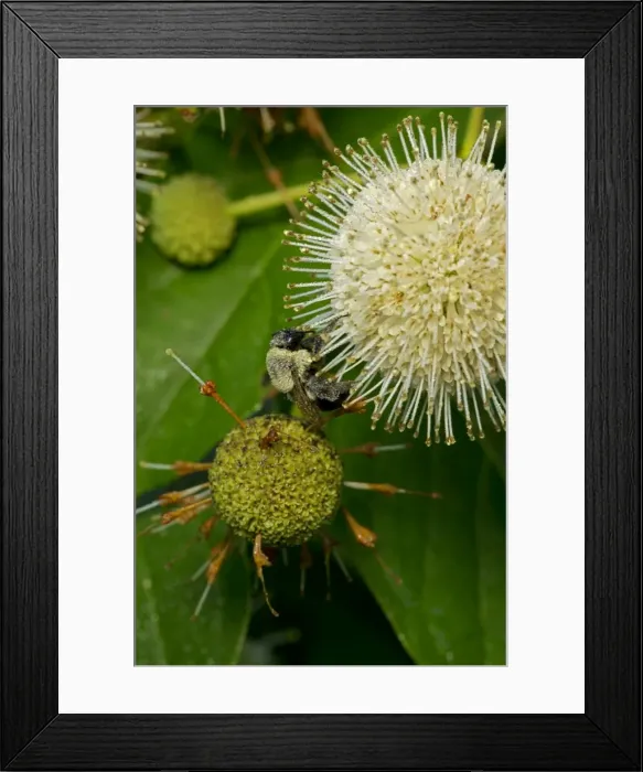 Framed Print : Picture No. 11050075 Framed Print : Picture No. 11050075