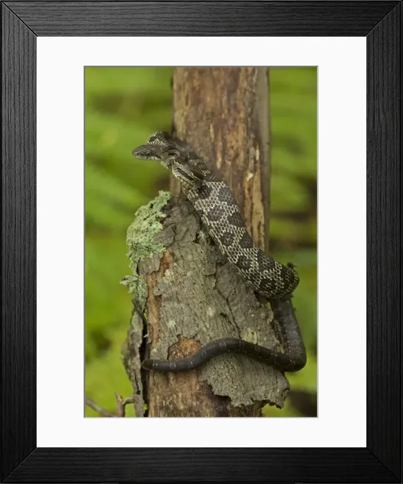Framed Print : Picture No. 11050076 Framed Print : Picture No. 11050076