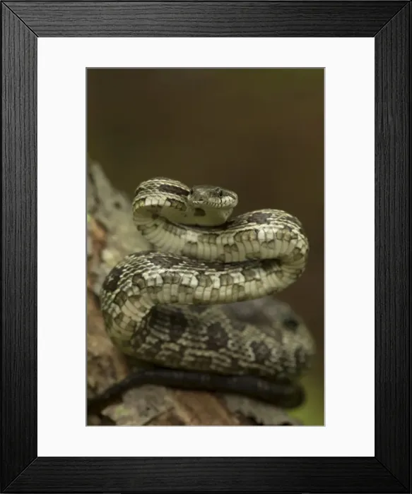Framed Print : Picture No. 11050077 Framed Print : Picture No. 11050077