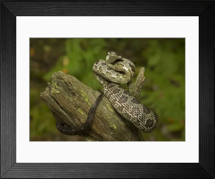 Framed Print : Picture No. 11050078 Framed Print : Picture No. 11050078