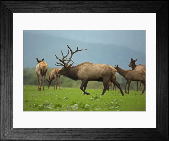 Framed Print : Picture No. 11050079 Framed Print : Picture No. 11050079