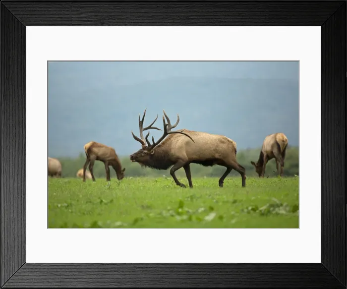 Framed Print : Picture No. 11050080 Framed Print : Picture No. 11050080