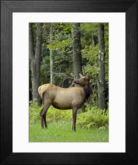 Framed Print : Picture No. 11050081 Framed Print : Picture No. 11050081