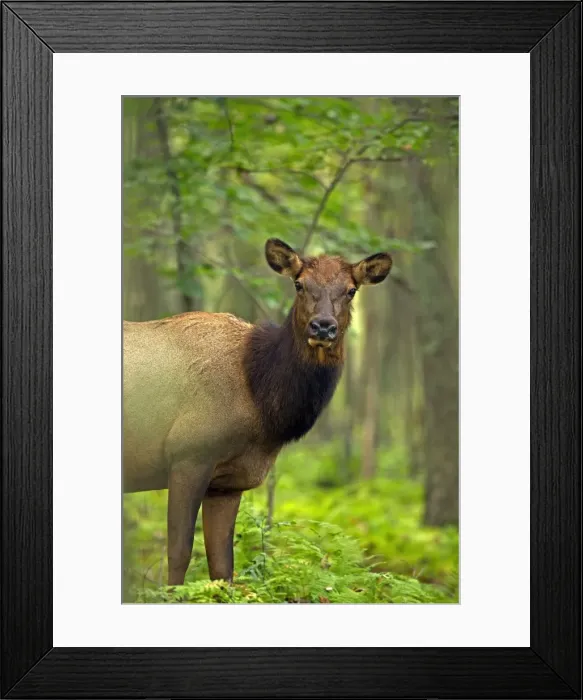 Framed Print : Picture No. 11050082 Framed Print : Picture No. 11050082