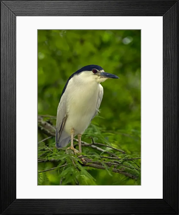 Framed Print : Picture No. 11050084 Framed Print : Picture No. 11050084