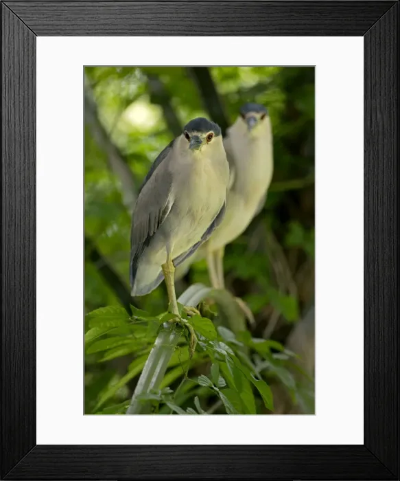 Framed Print : Picture No. 11050085 Framed Print : Picture No. 11050085
