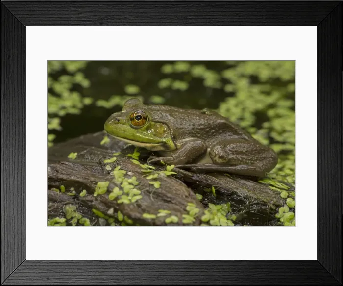 Framed Print : Picture No. 11050086 Framed Print : Picture No. 11050086