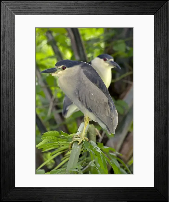 Framed Print : Picture No. 11050087 Framed Print : Picture No. 11050087