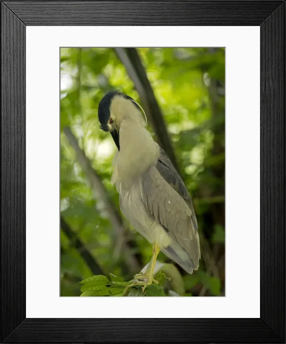 Framed Print : Picture No. 11050088 Framed Print : Picture No. 11050088