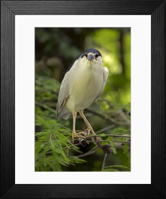 Framed Print : Picture No. 11050089 Framed Print : Picture No. 11050089