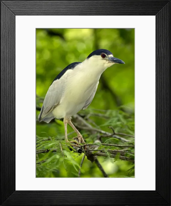 Framed Print : Picture No. 11050090 Framed Print : Picture No. 11050090