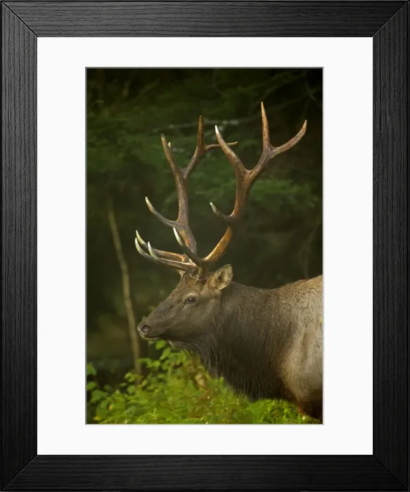 Framed Print : Picture No. 11050091 Framed Print : Picture No. 11050091