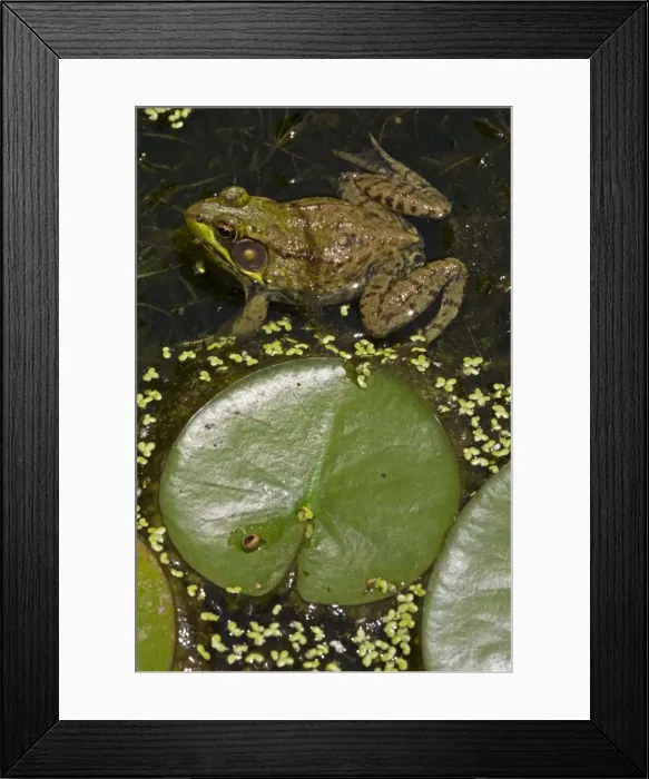 Framed Print : Picture No. 11050096 Framed Print : Picture No. 11050096
