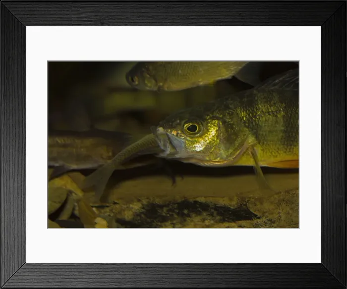 Framed Print : Picture No. 11050105 Framed Print : Picture No. 11050105