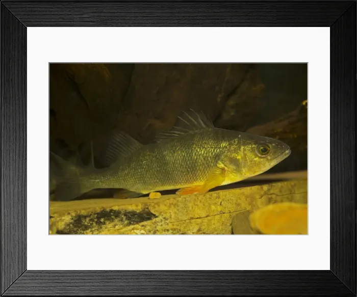 Framed Print : Picture No. 11050108 Framed Print : Picture No. 11050108