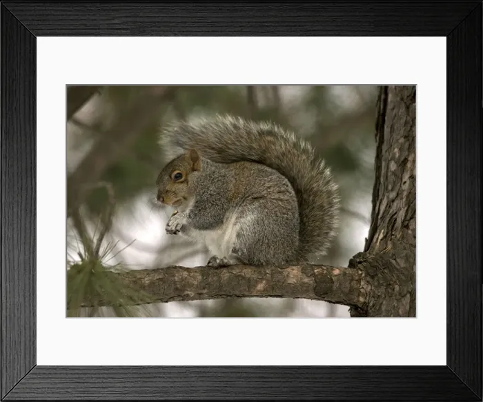 Framed Print : Picture No. 11050117 Framed Print : Picture No. 11050117