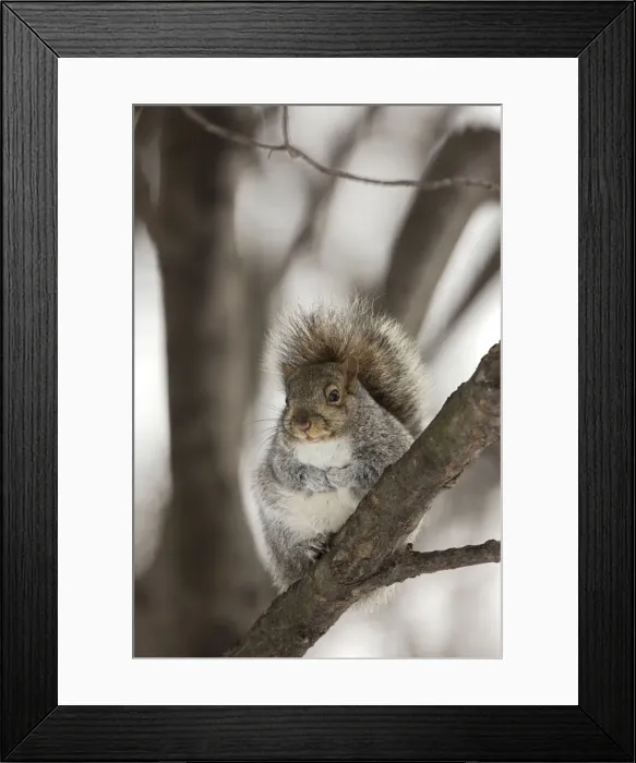 Framed Print : Picture No. 11050118 Framed Print : Picture No. 11050118