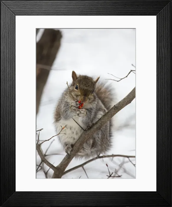 Framed Print : Picture No. 11050124 Framed Print : Picture No. 11050124