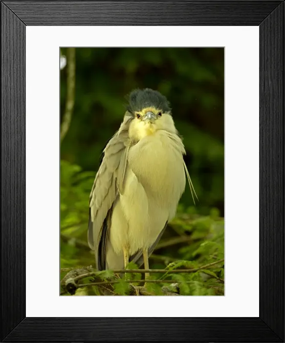 Framed Print : Picture No. 11050159 Framed Print : Picture No. 11050159