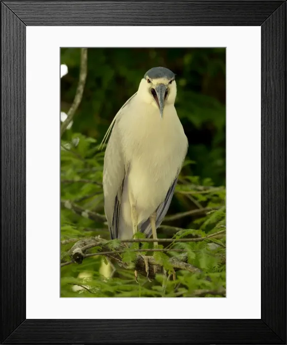Framed Print : Picture No. 11050158 Framed Print : Picture No. 11050158