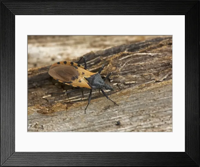 Framed Print : Picture No. 11050191 Framed Print : Picture No. 11050191