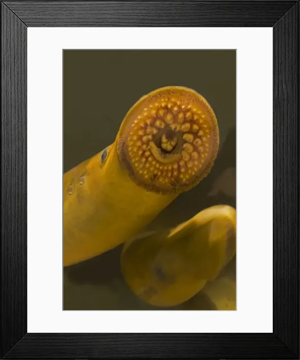 Framed Print : Picture No. 11050192 Framed Print : Picture No. 11050192