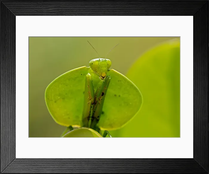 Framed Print : Picture No. 11050193 Framed Print : Picture No. 11050193