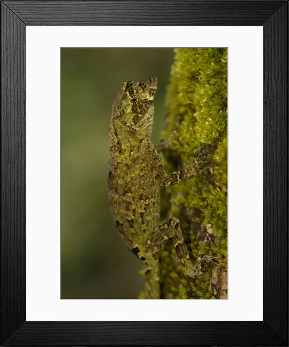 Framed Print : Picture No. 11050196 Framed Print : Picture No. 11050196