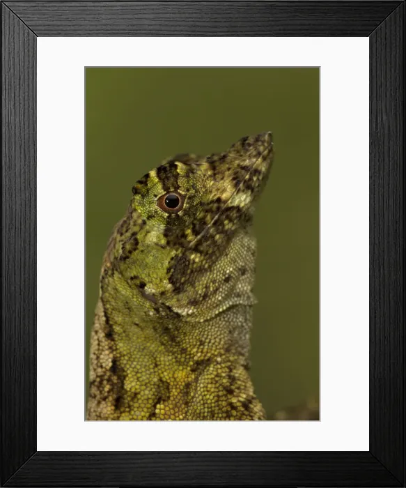 Framed Print : Picture No. 11050197 Framed Print : Picture No. 11050197