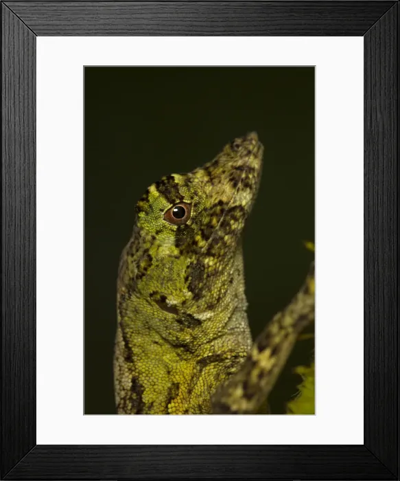 Framed Print : Picture No. 11050198 Framed Print : Picture No. 11050198