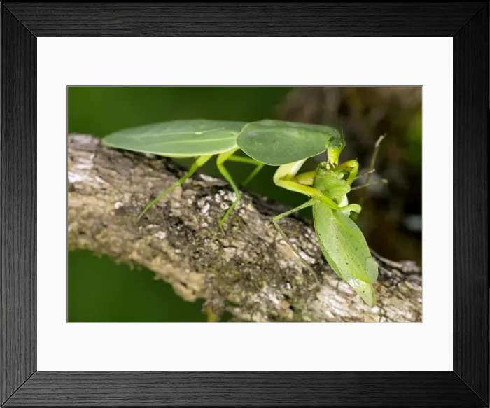 Framed Print : Picture No. 11050199 Framed Print : Picture No. 11050199