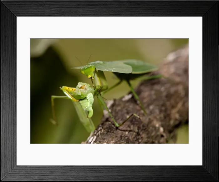 Framed Print : Picture No. 11050200 Framed Print : Picture No. 11050200