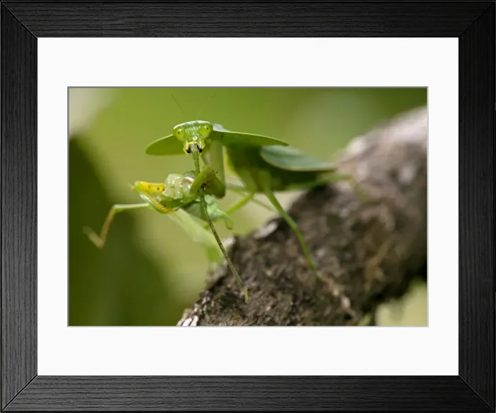Framed Print : Picture No. 11050201 Framed Print : Picture No. 11050201