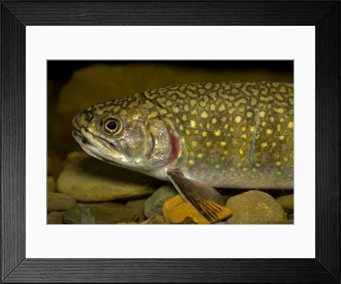 Framed Print : Picture No. 11050202 Framed Print : Picture No. 11050202