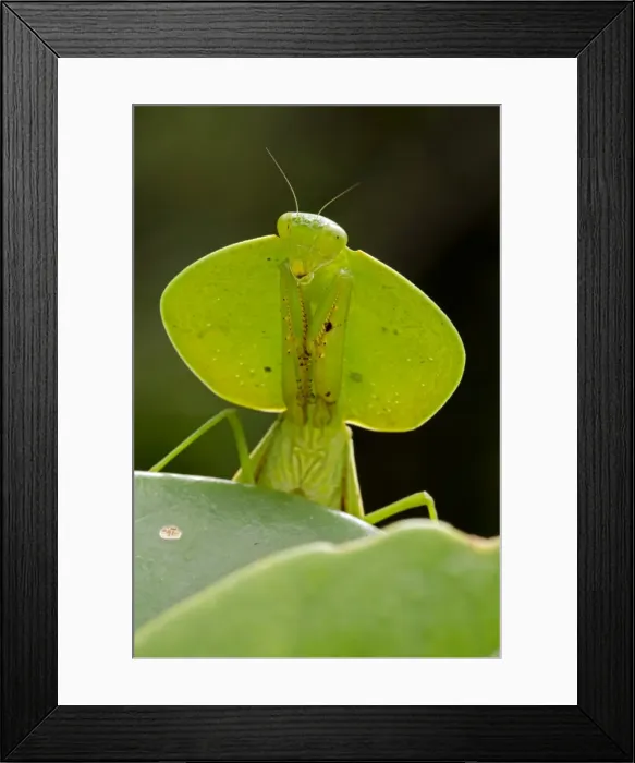 Framed Print : Picture No. 11050203 Framed Print : Picture No. 11050203