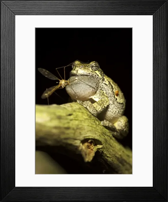 Framed Print : Picture No. 11050204 Framed Print : Picture No. 11050204