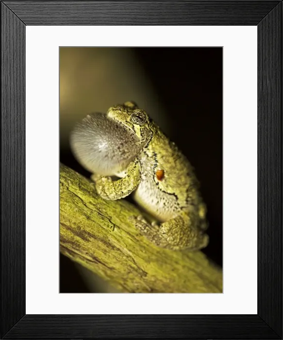 Framed Print : Picture No. 11050205 Framed Print : Picture No. 11050205