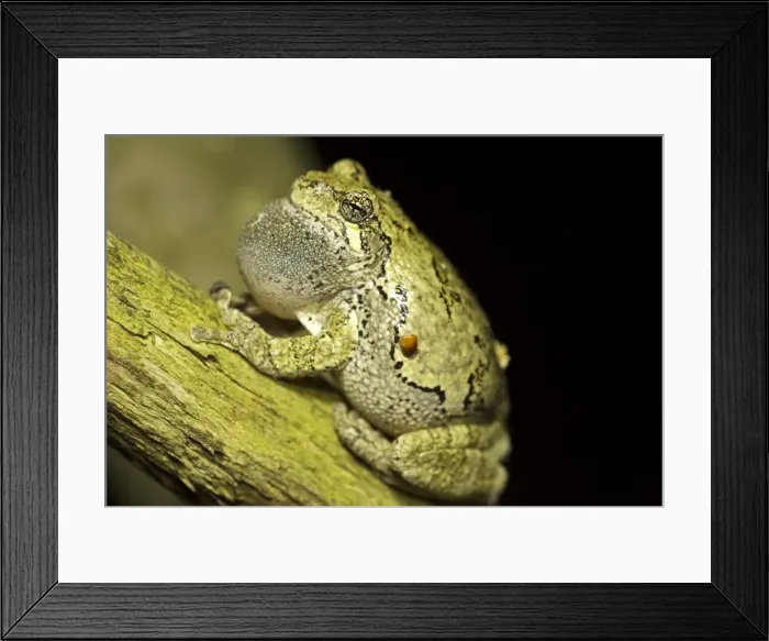 Framed Print : Picture No. 11050206 Framed Print : Picture No. 11050206