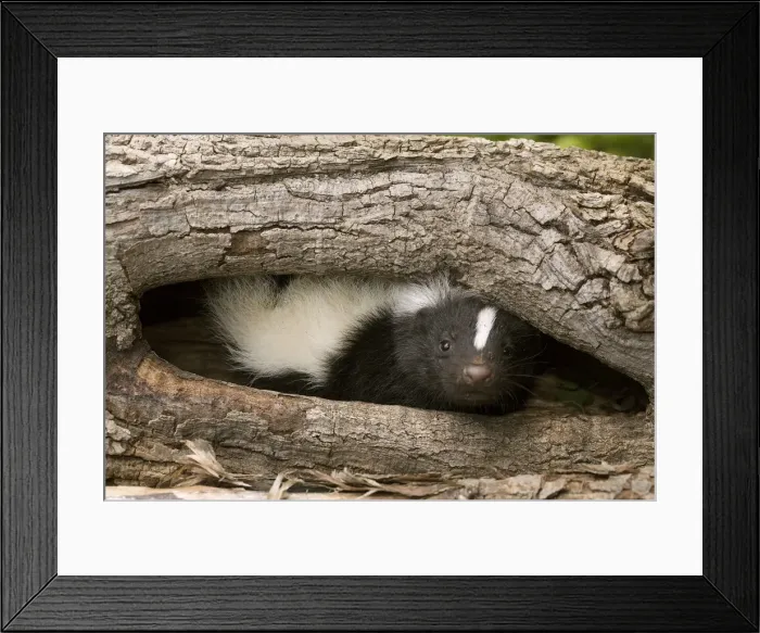 Framed Print : Picture No. 11050207 Framed Print : Picture No. 11050207