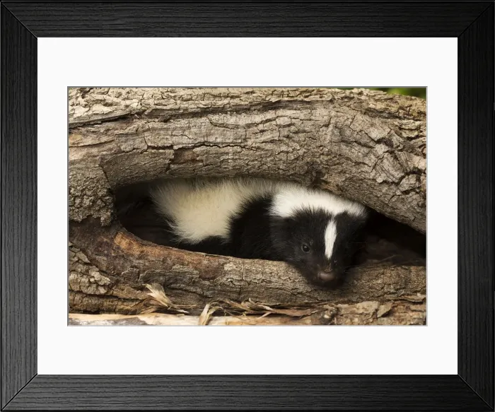 Framed Print : Picture No. 11050208 Framed Print : Picture No. 11050208