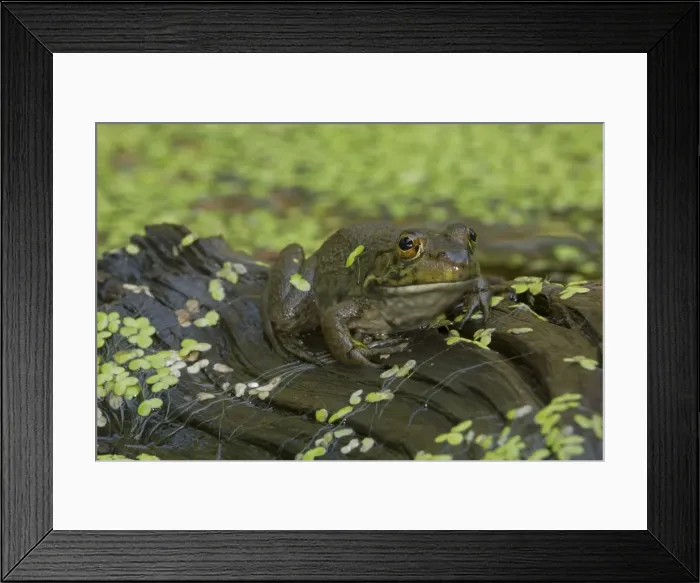 Framed Print : Picture No. 11050209 Framed Print : Picture No. 11050209