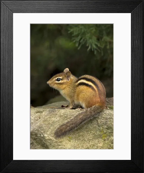 Framed Print : Picture No. 11050210 Framed Print : Picture No. 11050210