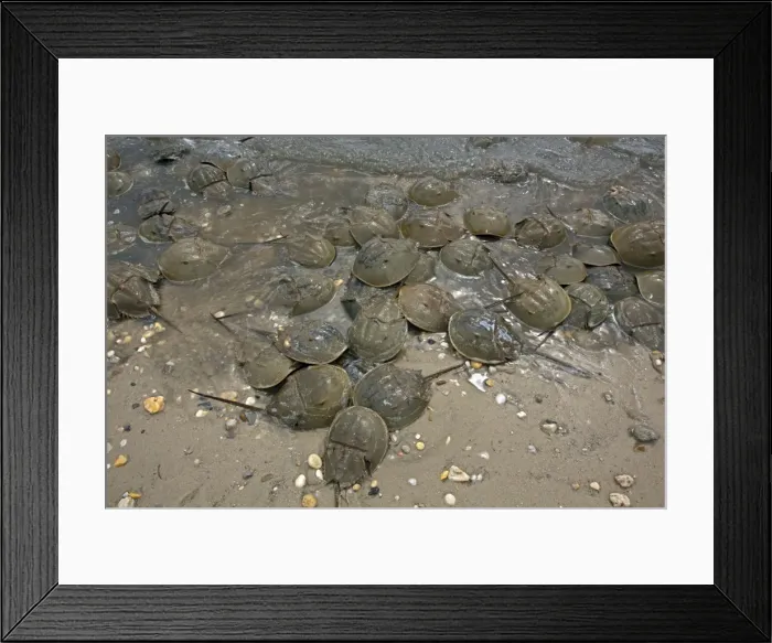 Framed Print : Picture No. 11050211 Framed Print : Picture No. 11050211