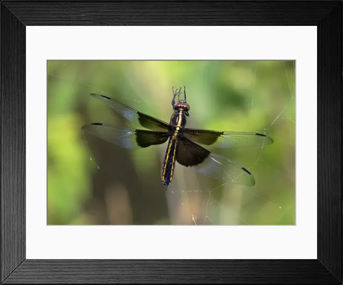 Framed Print : Picture No. 11050212 Framed Print : Picture No. 11050212