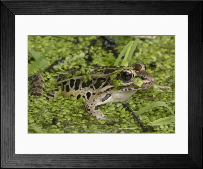 Framed Print : Picture No. 11050216 Framed Print : Picture No. 11050216