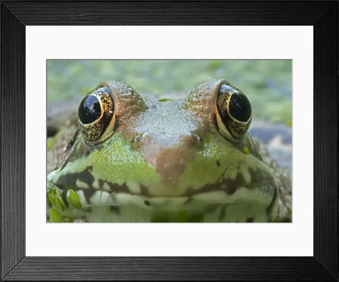 Framed Print : Picture No. 11050217 Framed Print : Picture No. 11050217