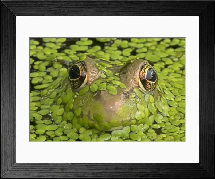 Framed Print : Picture No. 11050229 Framed Print : Picture No. 11050229