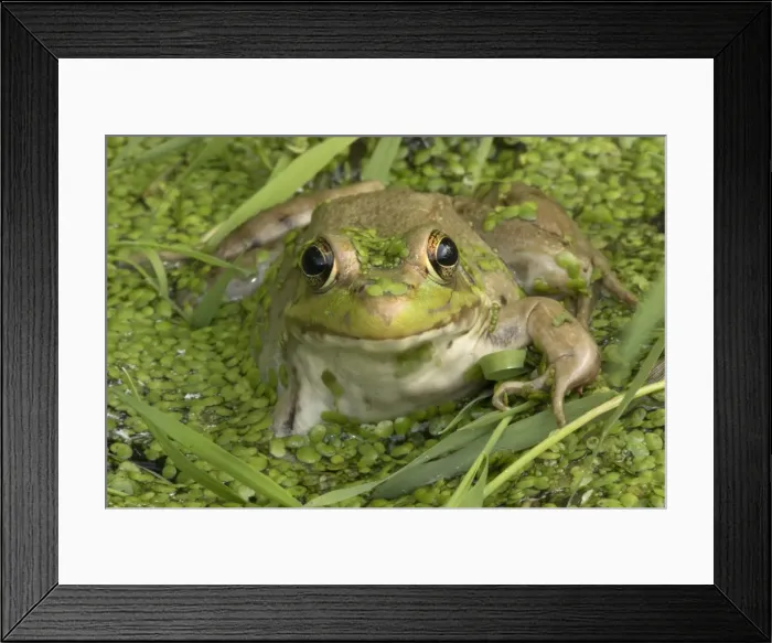 Framed Print : Picture No. 11050230 Framed Print : Picture No. 11050230