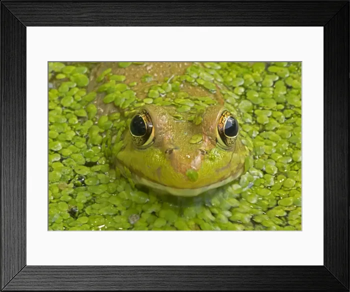 Framed Print : Picture No. 11050231 Framed Print : Picture No. 11050231