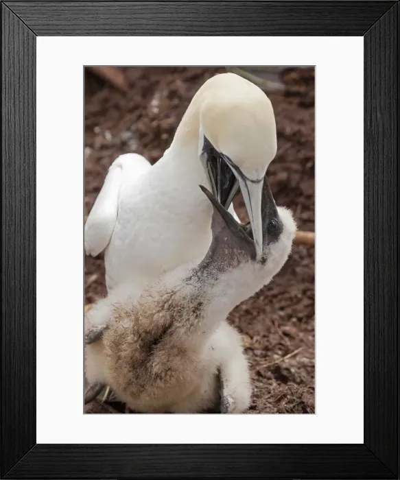 Framed Print : Picture No. 11050232 Framed Print : Picture No. 11050232